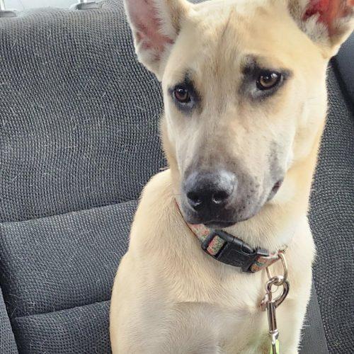 Luna, a Adoptable German Shepherd Dog in Wilmington, NC image 3/5