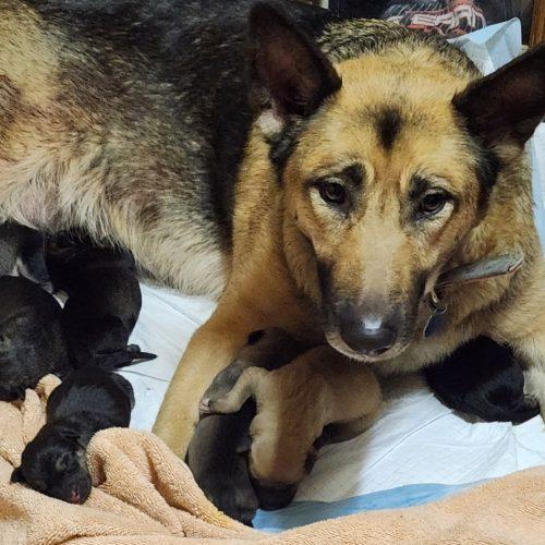 Luna, a Adoptable German Shepherd Dog in Wilmington, NC image 4/5