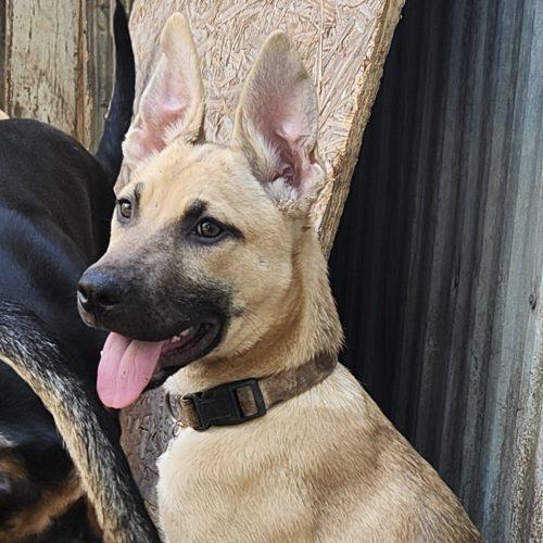 Enlarge Luna, a Adoptable German Shepherd Dog in Wilmington, NC image 2/6