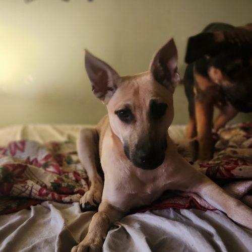 Luna, a Adoptable German Shepherd Dog in Wilmington, NC image 2/5
