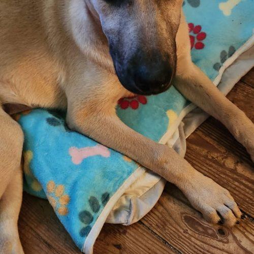 Luna, a Adoptable German Shepherd Dog in Wilmington, NC image 5/5