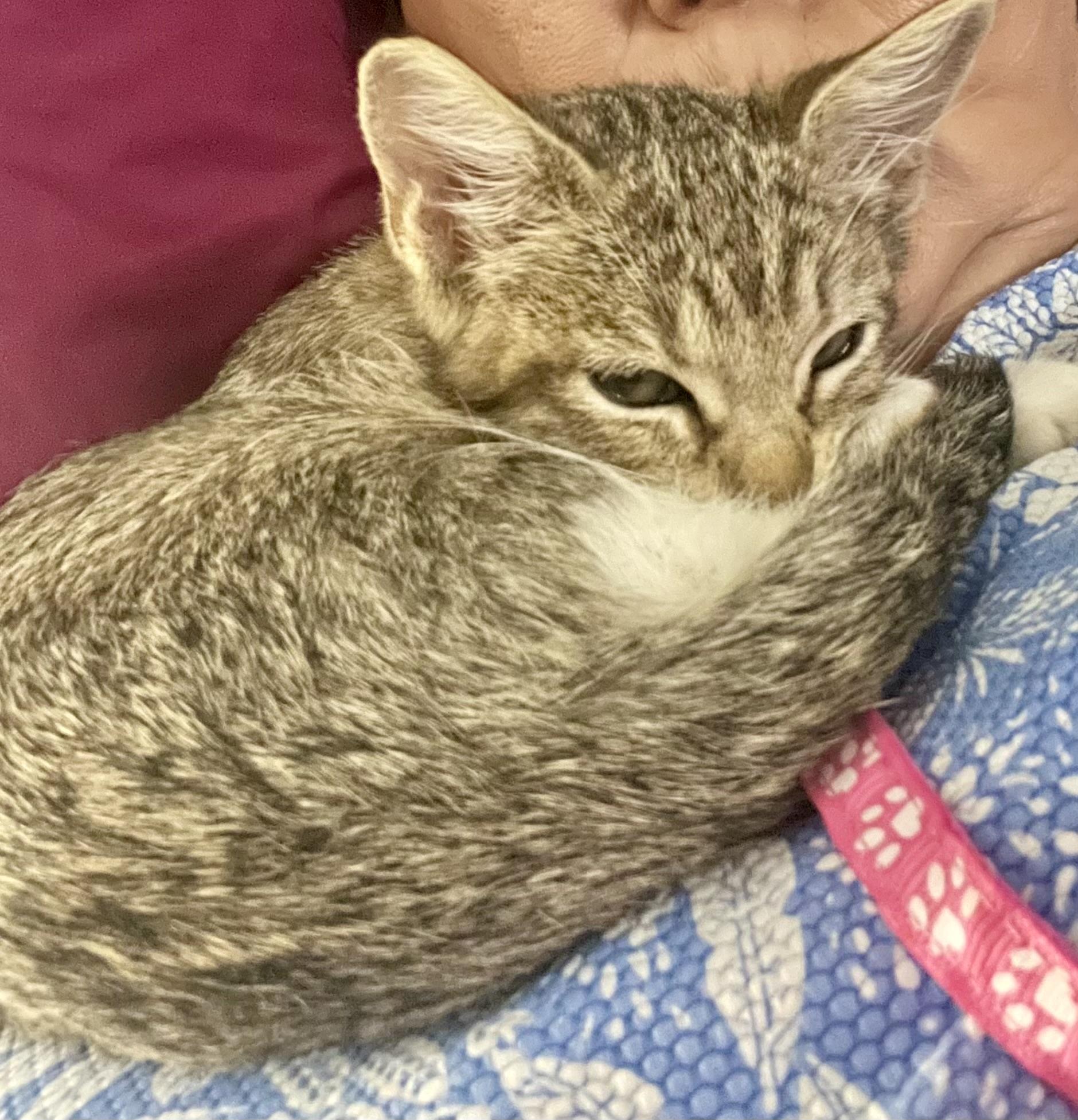 Yoshi (the lucky one), adopted, Kitten Female Domestic Short Hair.