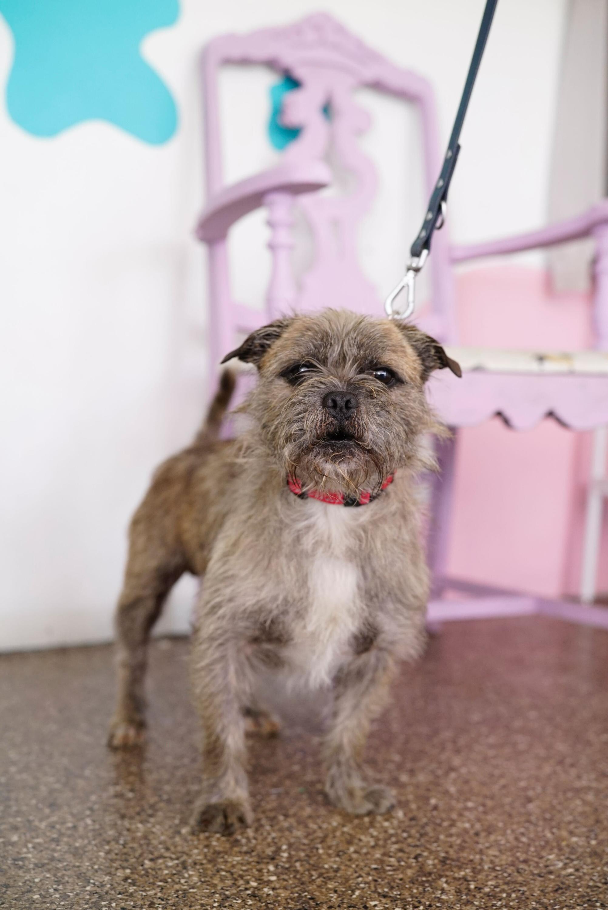 Enlarge Topo Chico, an adopted mixed breed in Pasadena, CA image 4/6