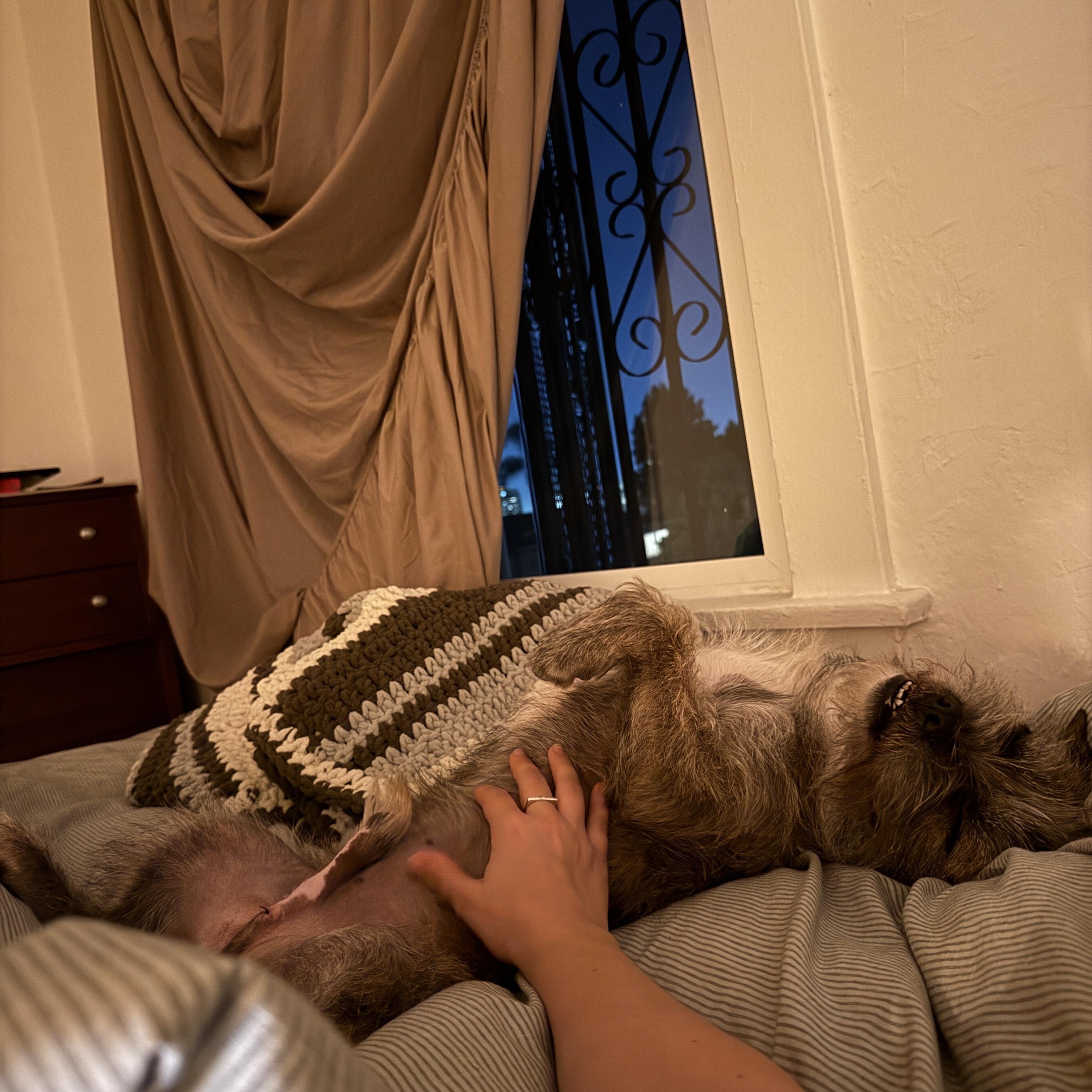 Enlarge Topo Chico, an adopted mixed breed in Pasadena, CA image 6/6