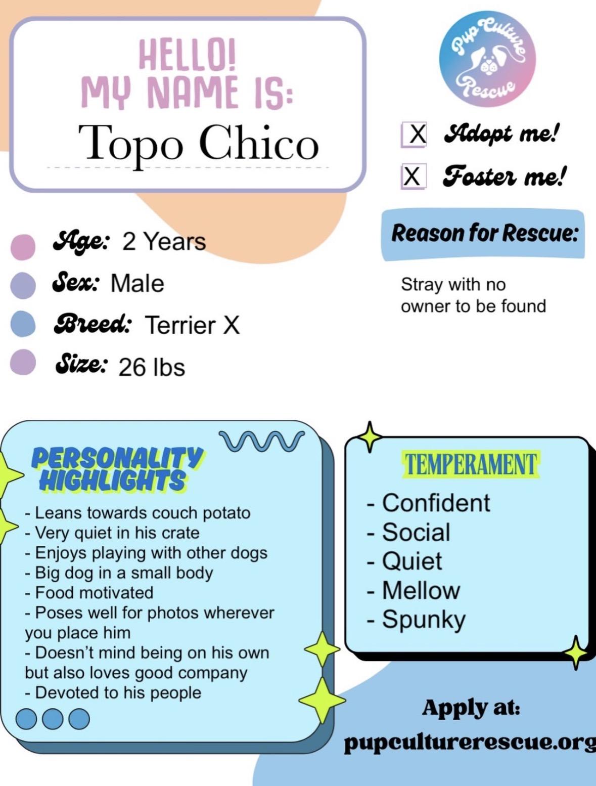 Enlarge Topo Chico, an adopted mixed breed in Pasadena, CA image 2/6