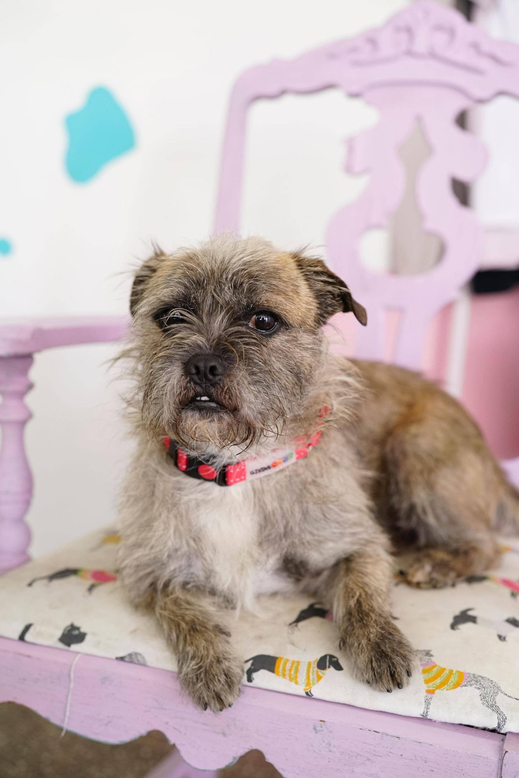 Enlarge Topo Chico, an adopted mixed breed in Pasadena, CA image 5/6