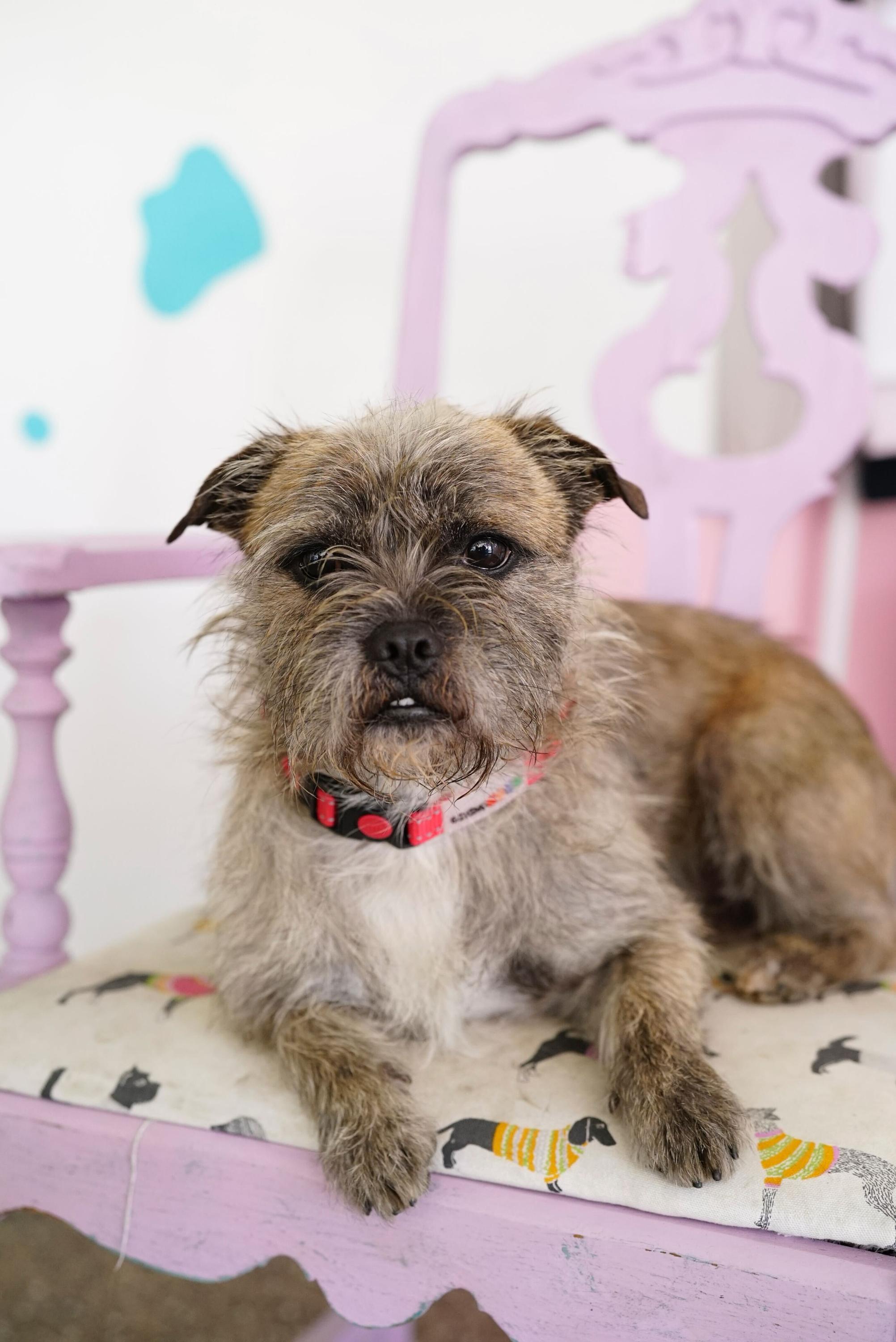 Enlarge Topo Chico, an adopted mixed breed in Pasadena, CA image 3/6