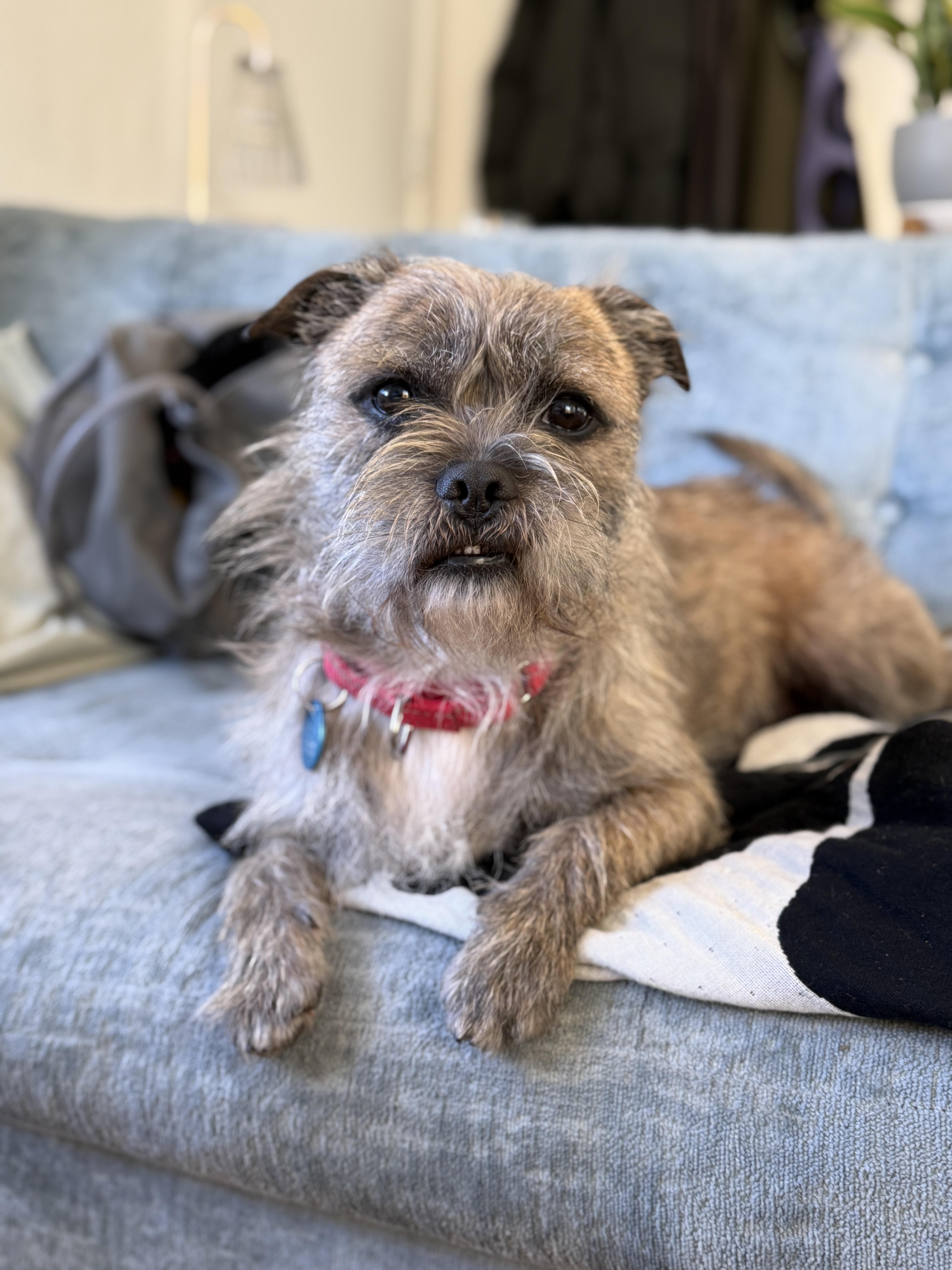 Enlarge Topo Chico, an adopted mixed breed in Pasadena, CA image 1/6