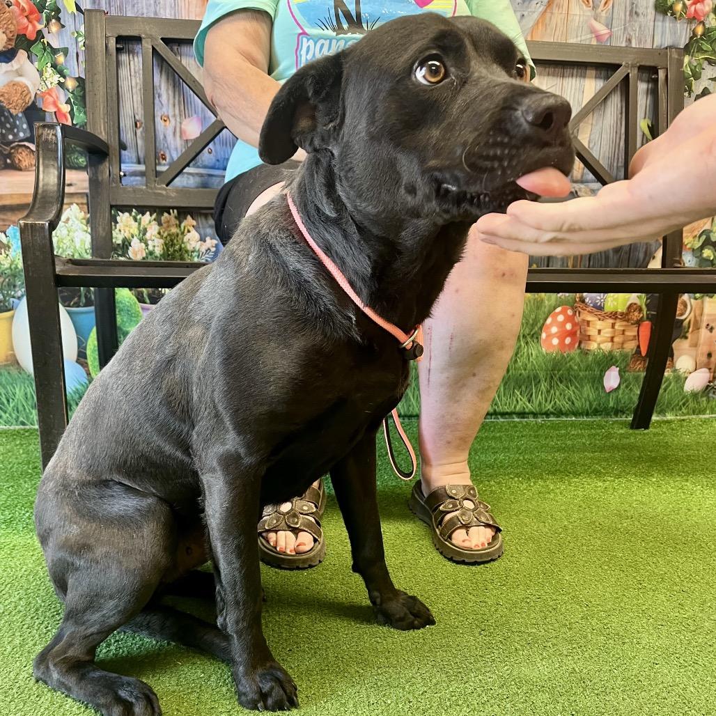 Cottonmouth thumbnail 2