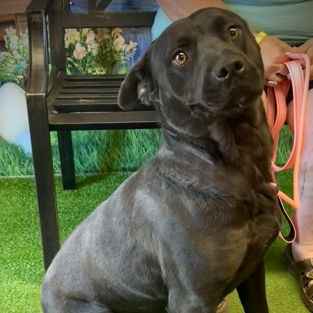 Cottonmouth thumbnail 4