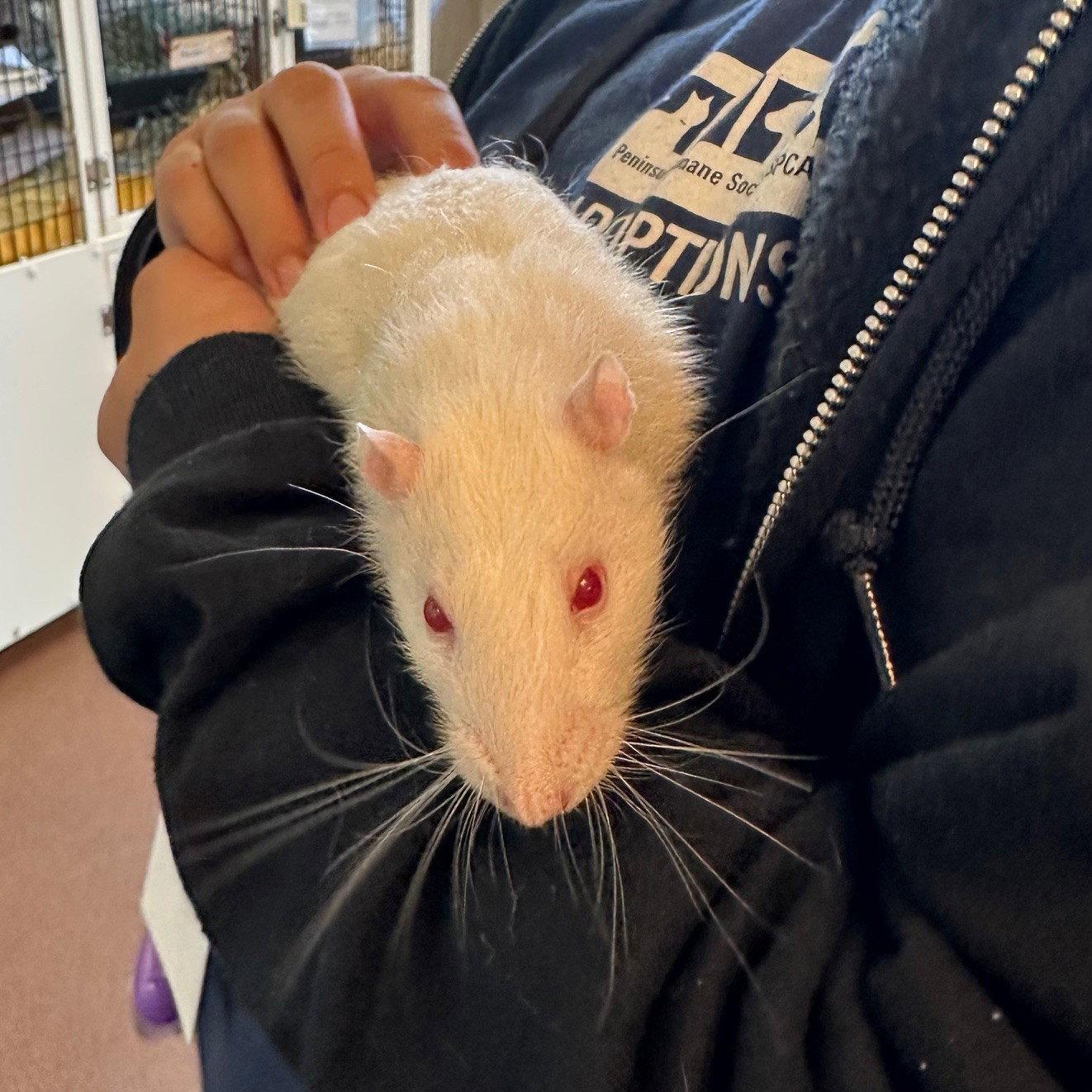 Enlarge Aaron & Ghost the rats, a Adoptable Guinea Pig in Burlingame, CA image 1/2