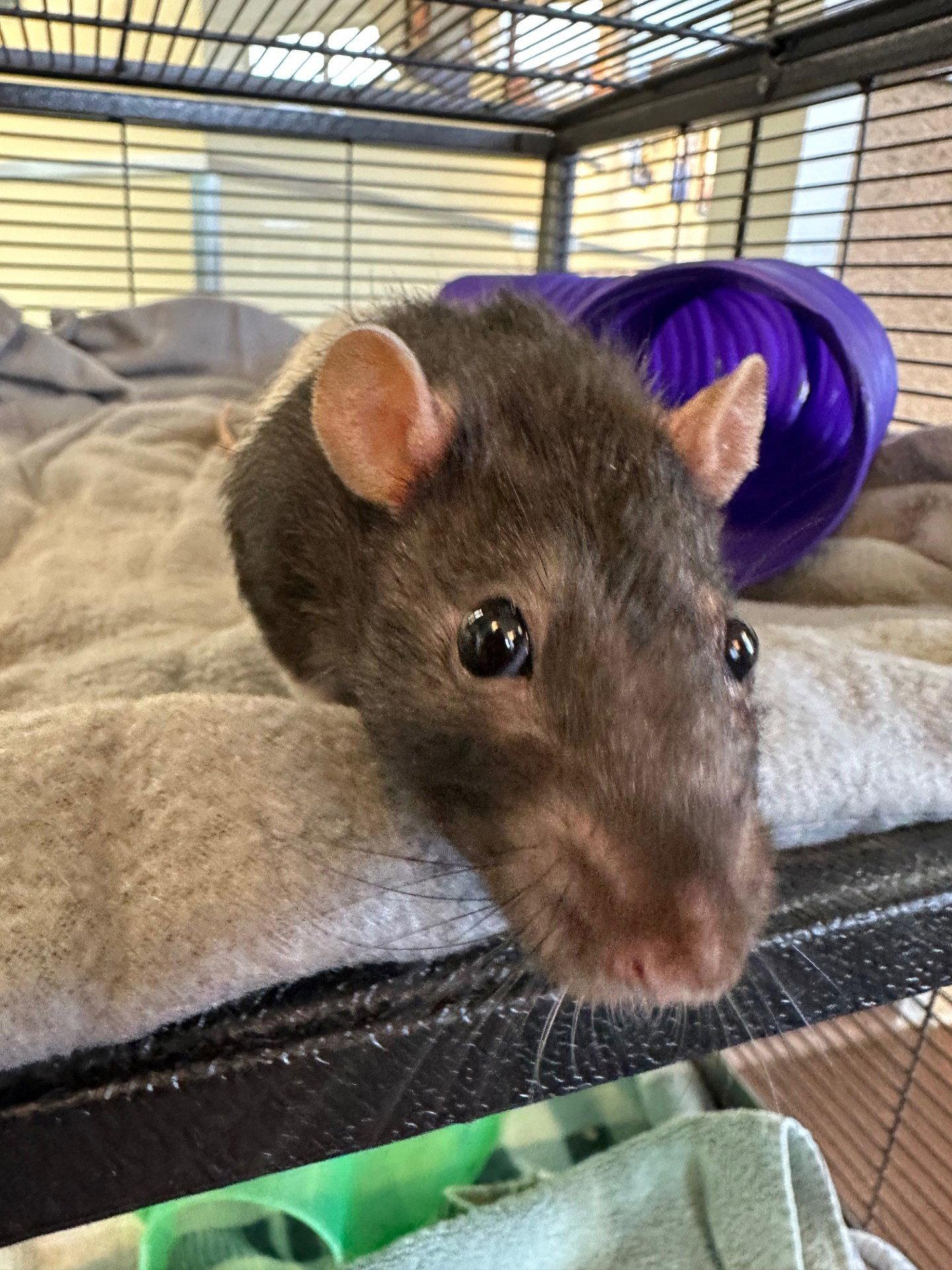 Enlarge Aaron & Ghost the rats, a Adoptable Guinea Pig in Burlingame, CA image 2/2