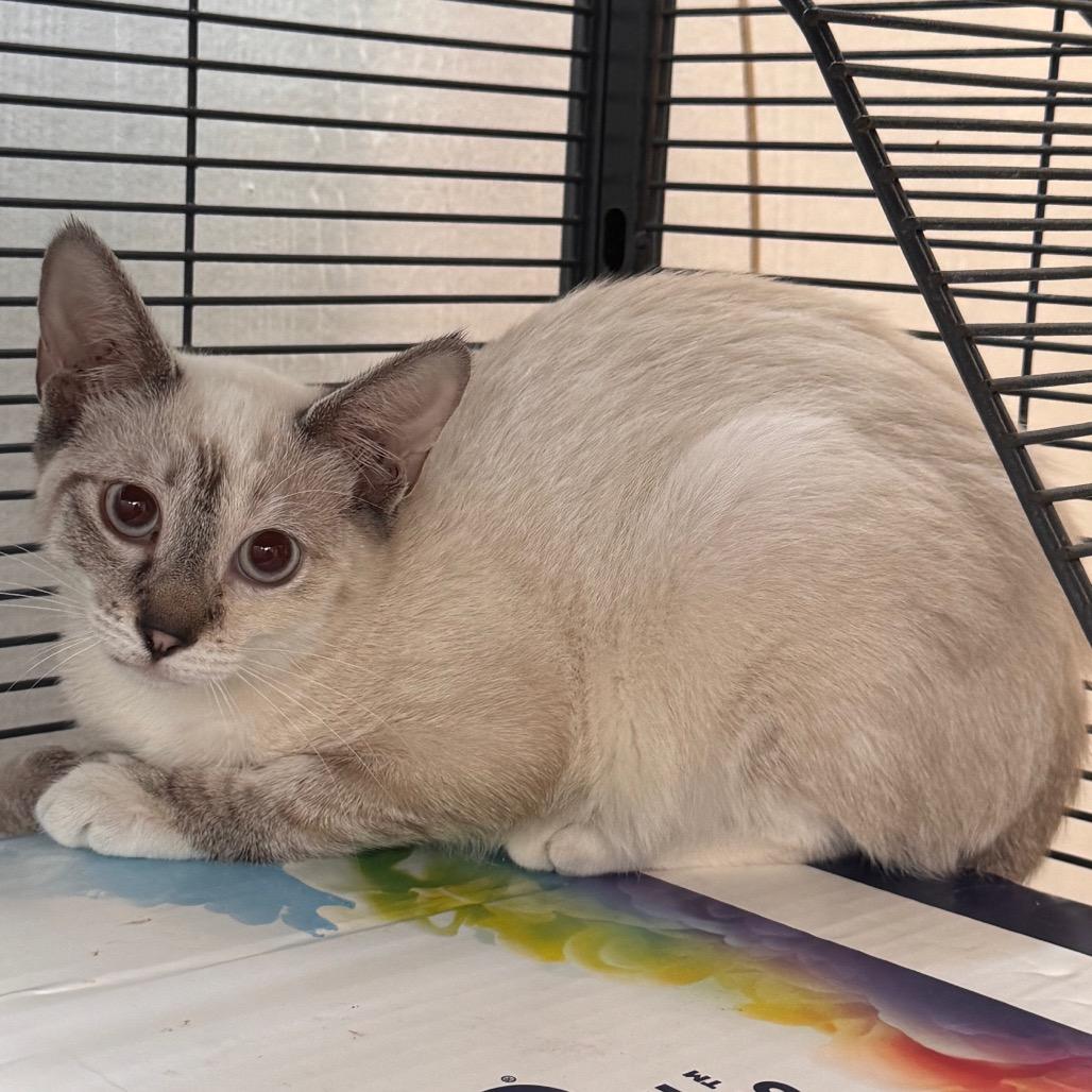 Yoda, Adoptable, Kitten Female Siamese & Snowshoe.
