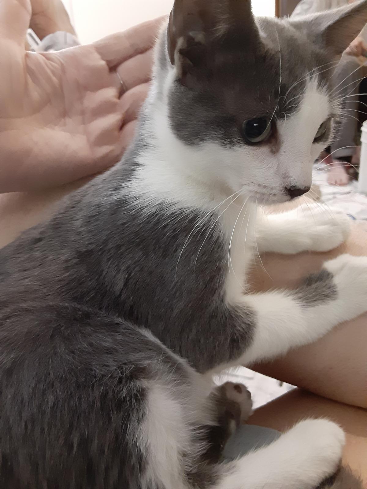 Sylvester