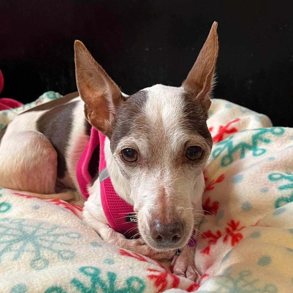 Enlarge Dilly Dally 13746, a Adoptable mixed breed in San Francisco, CA image 1/4