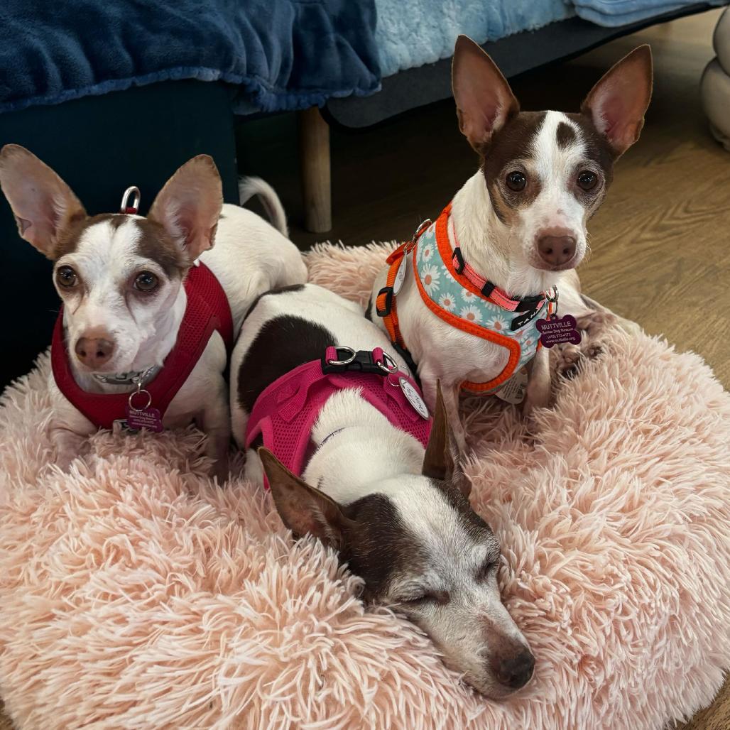 Enlarge Dilly Dally 13746, a Adoptable mixed breed in San Francisco, CA image 2/4