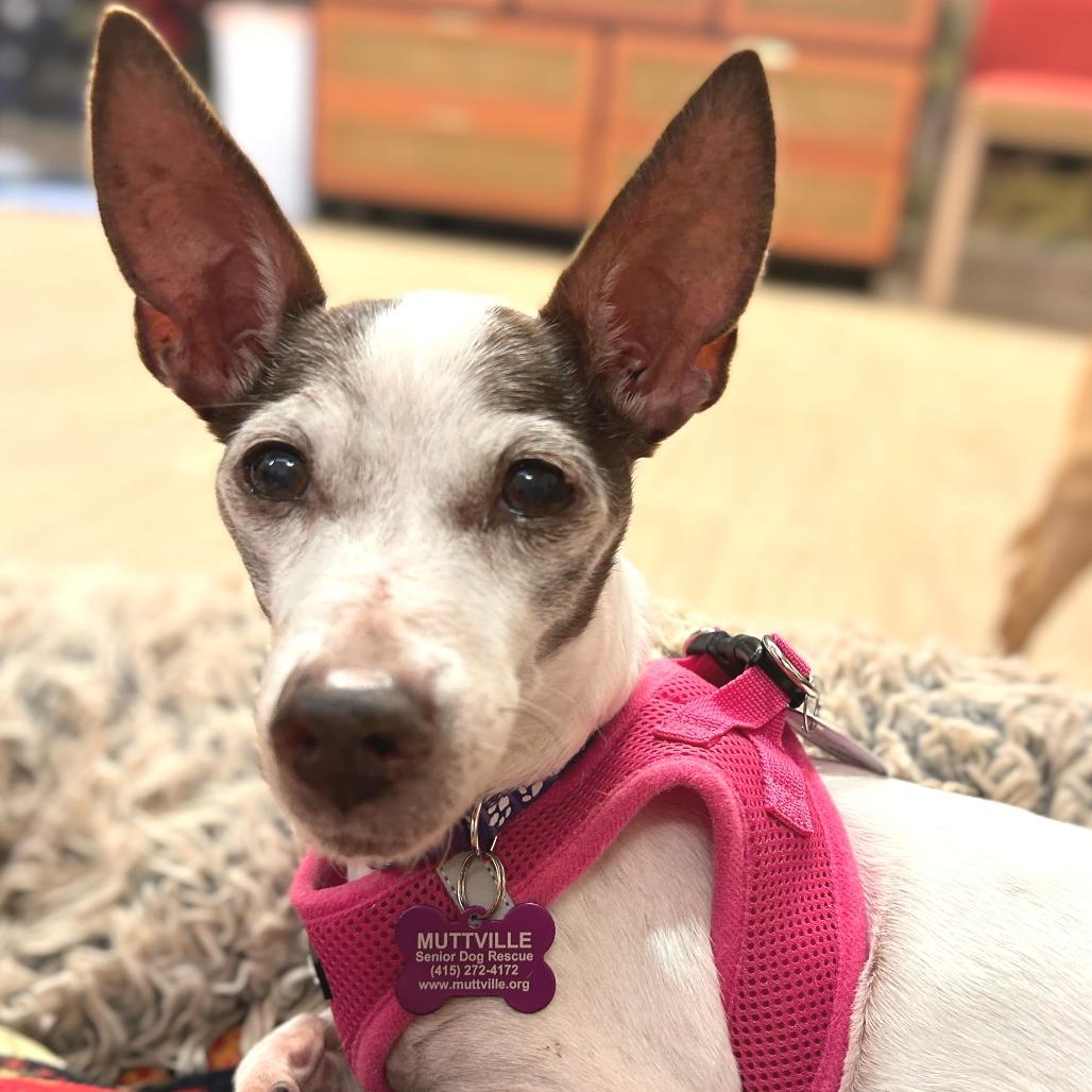 Enlarge Dilly Dally 13746, a Adoptable mixed breed in San Francisco, CA image 4/4