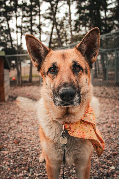 Enlarge Sunny , a ADOPTABLE German Shepherd Dog in Missoula, MT image 1/2
