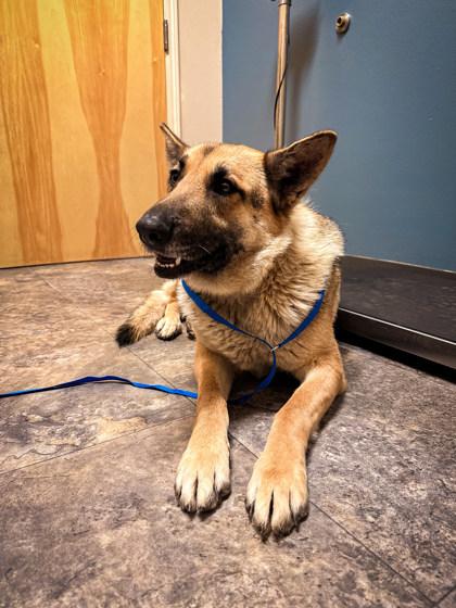 Enlarge Sunny , a ADOPTABLE German Shepherd Dog in Missoula, MT image 2/2