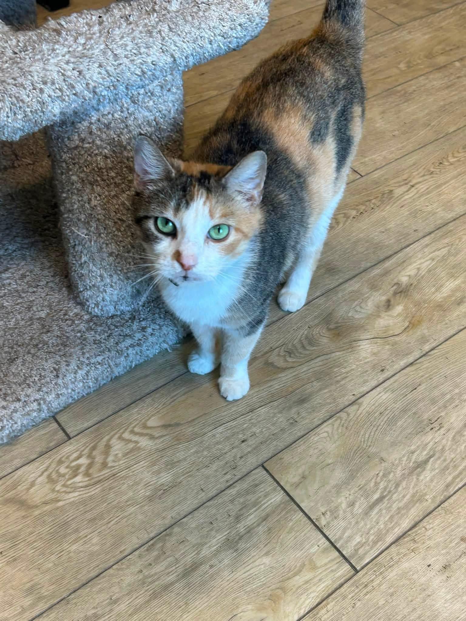Enlarge Pepper, a Adoptable mixed breed in Louisville, KY image 2/2