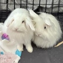 Enlarge Lolly & Dandy, a Adoptable mixed breed in Edina, MN image 1/5