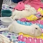 Enlarge Lolly & Dandy, a Adoptable mixed breed in Edina, MN image 2/5