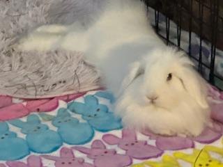 Enlarge Lolly & Dandy, a Adoptable mixed breed in Edina, MN image 3/5