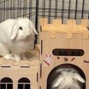 Enlarge Lolly & Dandy, a Adoptable mixed breed in Edina, MN image 4/5