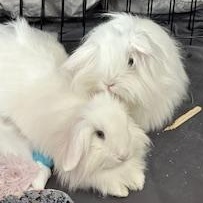 Enlarge Lolly & Dandy, a Adoptable mixed breed in Edina, MN image 5/5