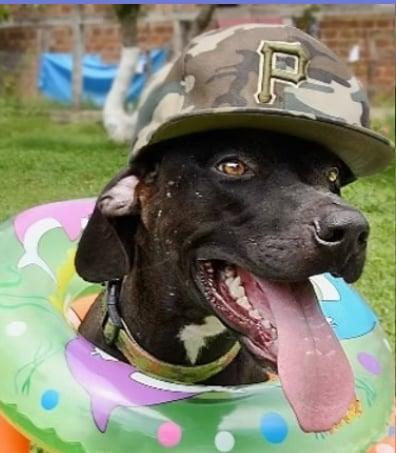 Big Boy, Adult Male Labrador Retriever