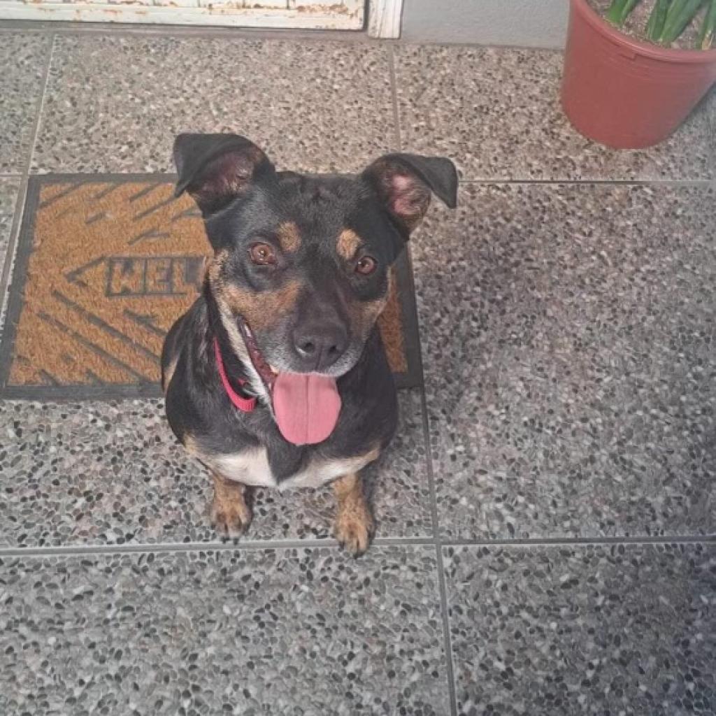 Enlarge Thalia, a Adoptable mixed breed in San Diego, CA image 3/5