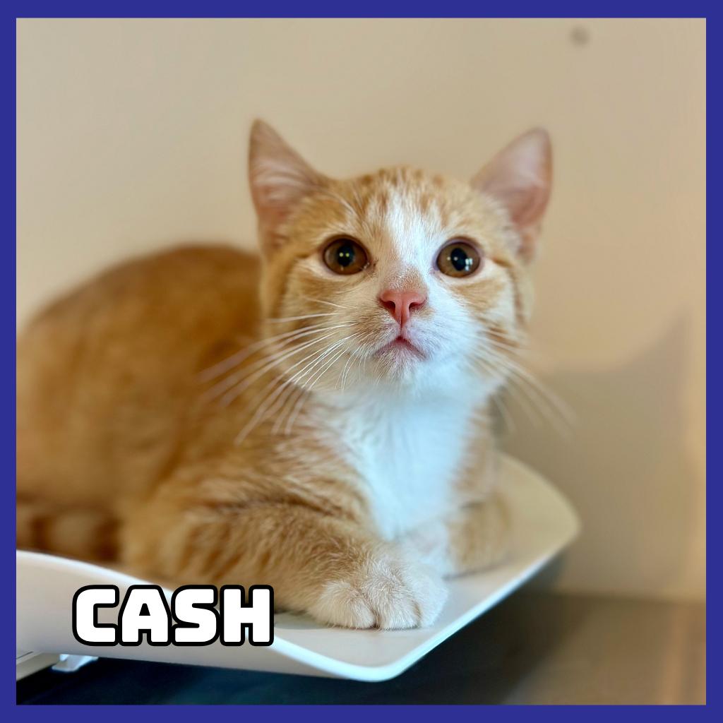 Cash, Adoptable, Kitten Male Domestic Short Hair.