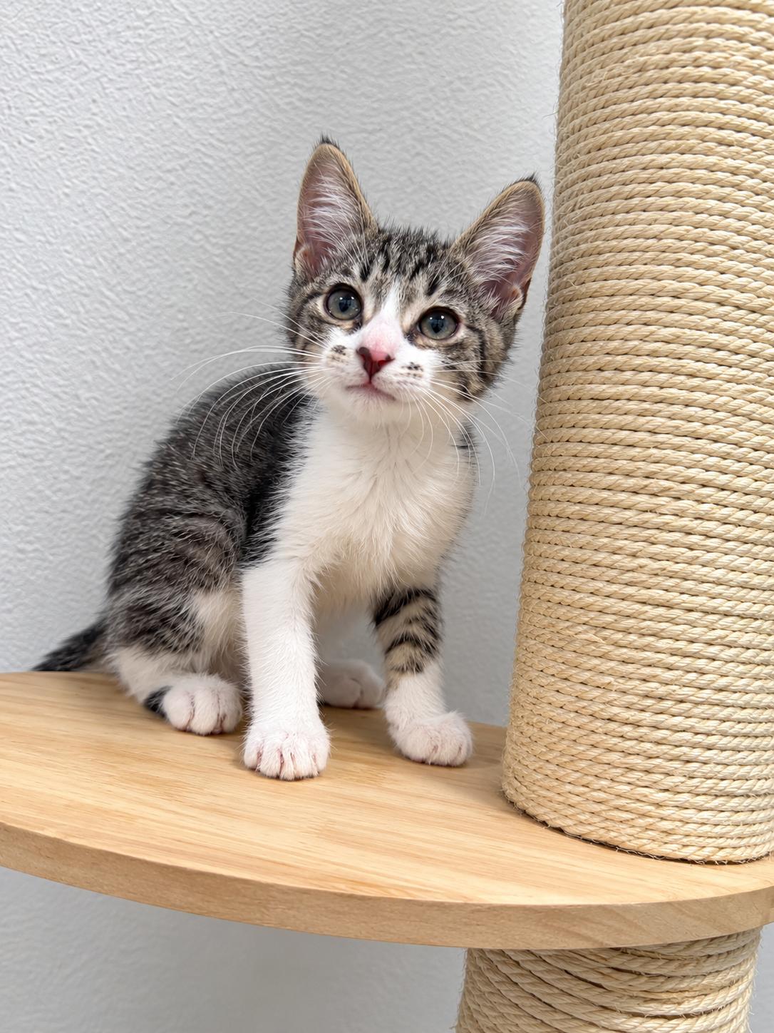 Enlarge The Inkster, a Adopted Domestic Short Hair in Fresno, CA image 2/2