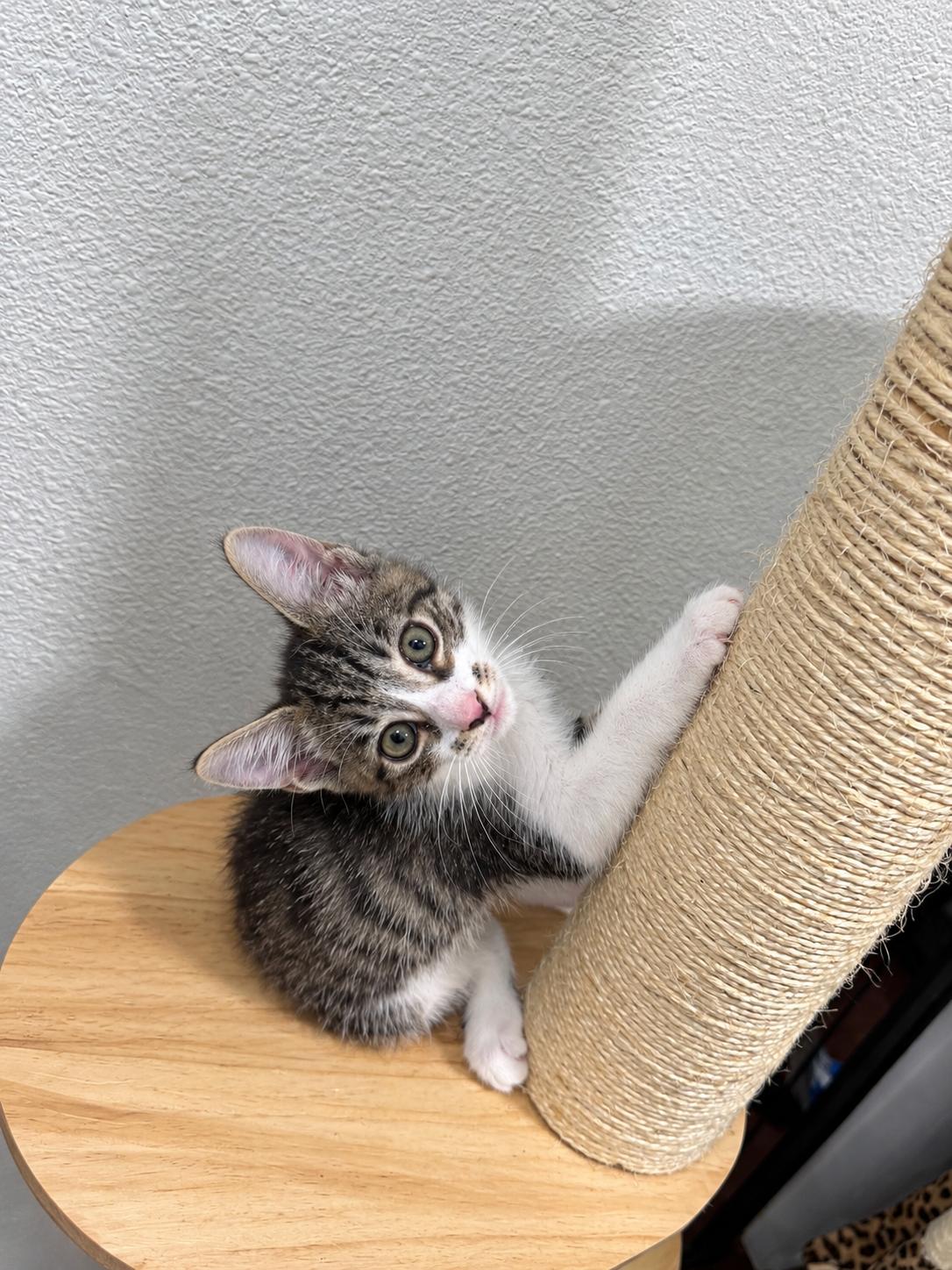 The Inkster, Adopted, Kitten Male Domestic Short Hair.