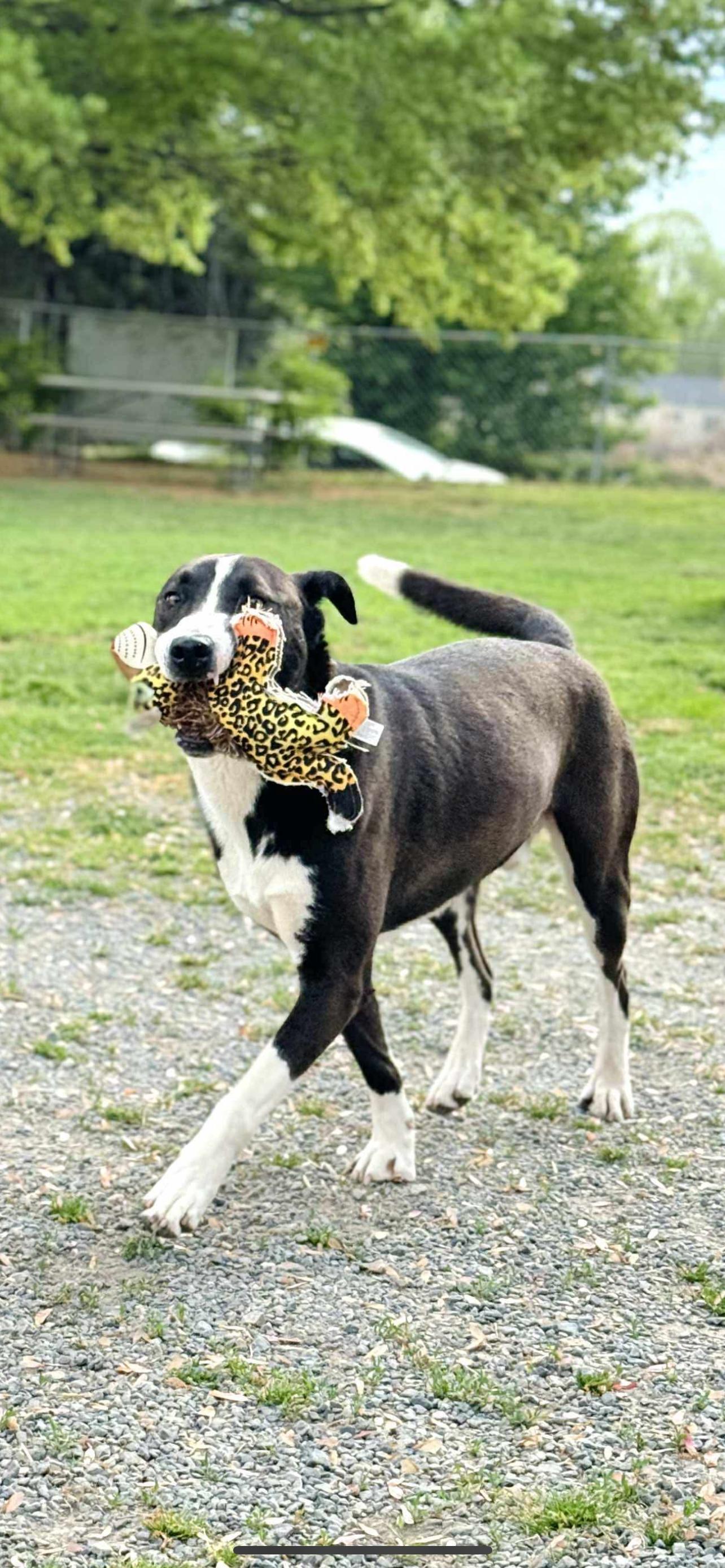 Mullins, Adoptable, Adult Male Shepherd & Labrador Retriever.