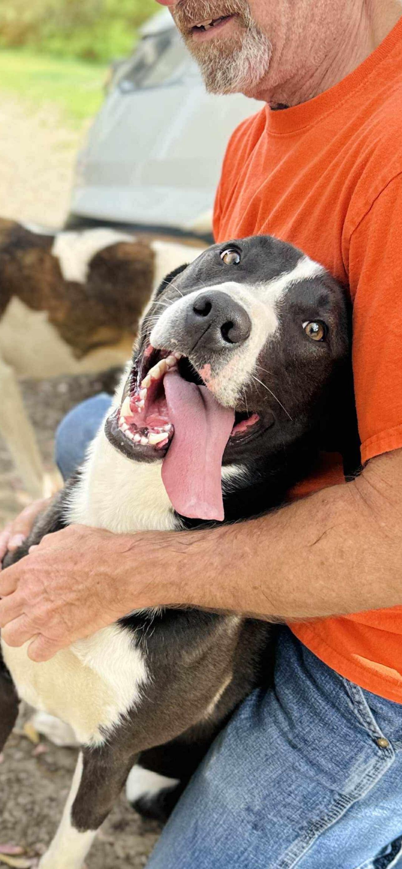 Mullins, a Adoptable mixed breed in Reidsville, NC image 2/2