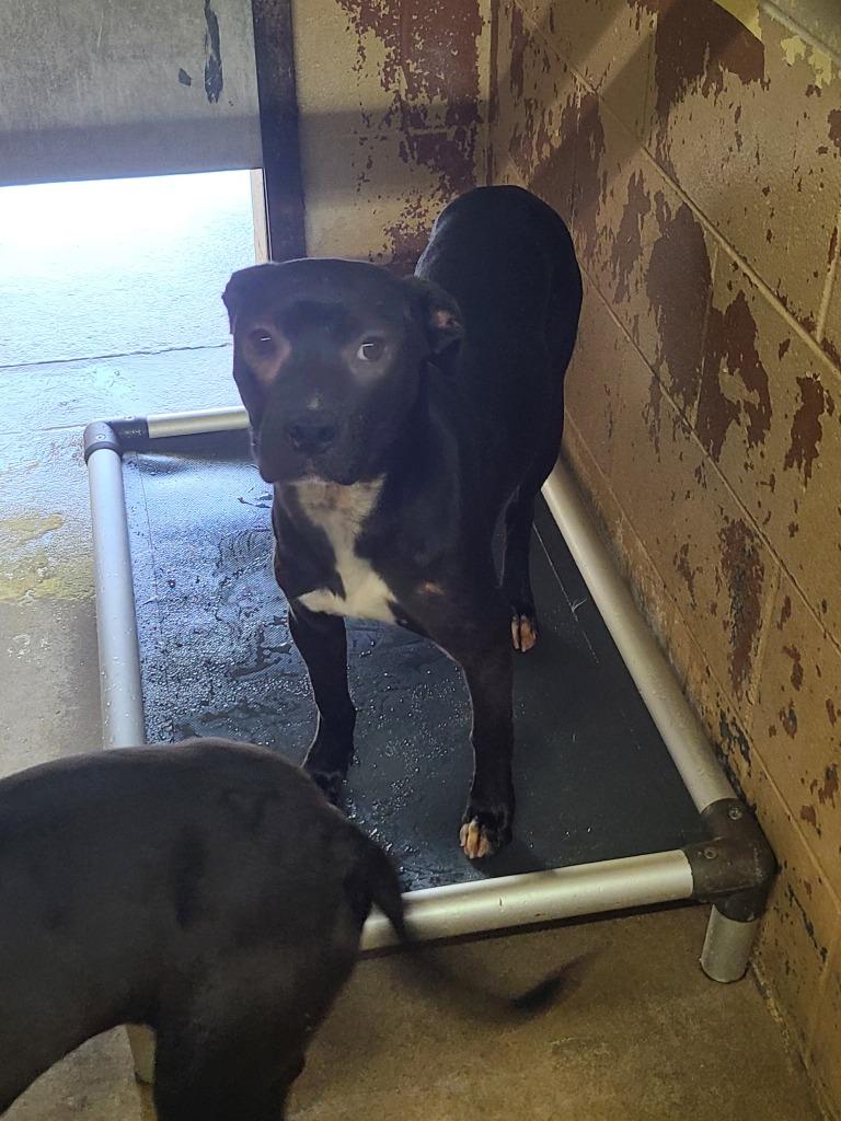 Amy, Adoptable, Young Female Pit Bull Terrier.