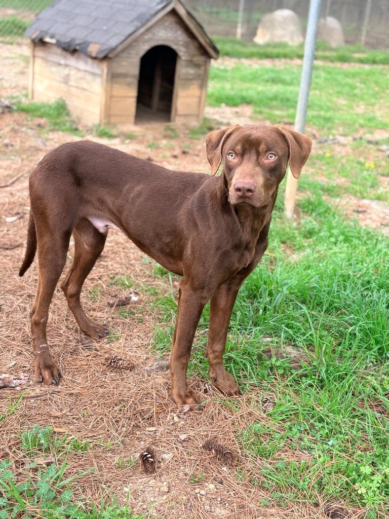 Gilligan, Adoptable, Young Male Labrador Retriever & Mixed Breed.