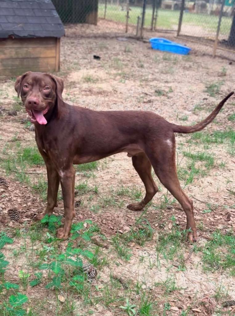 Gilligan, Adoptable, Young Male Labrador Retriever & Mixed Breed.