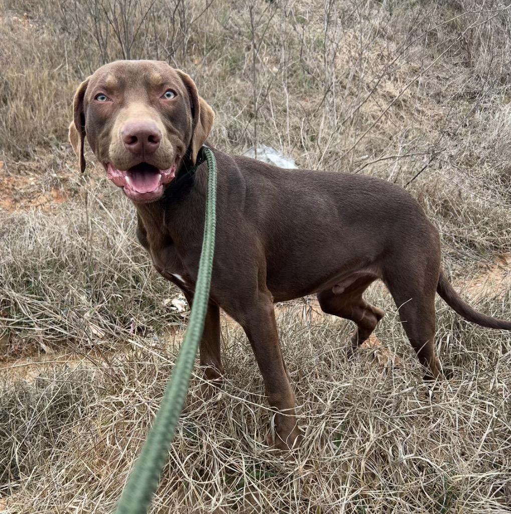 Gilligan, a Adoptable mixed breed in Albany, GA image 2/6