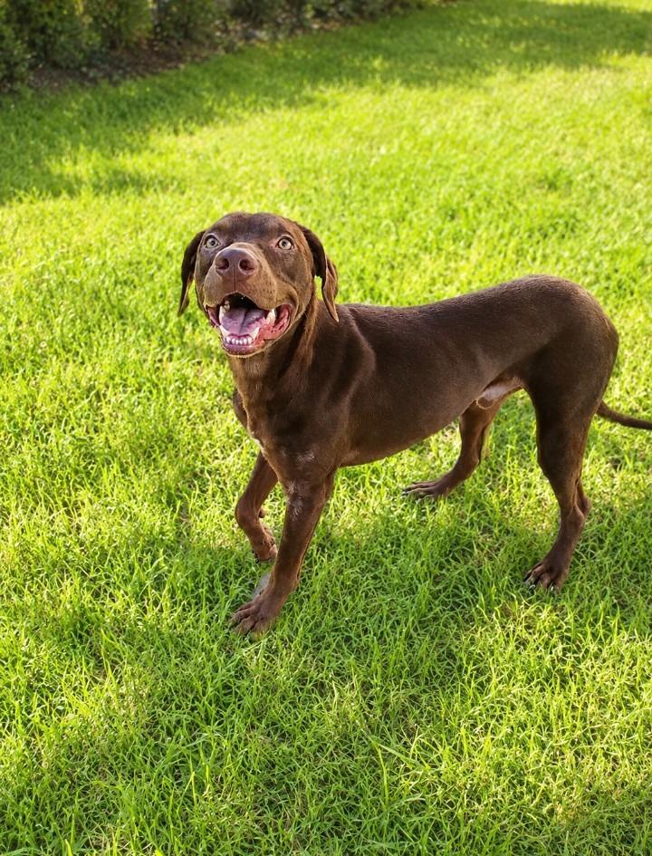Gilligan, a Adoptable mixed breed in Albany, GA image 3/6