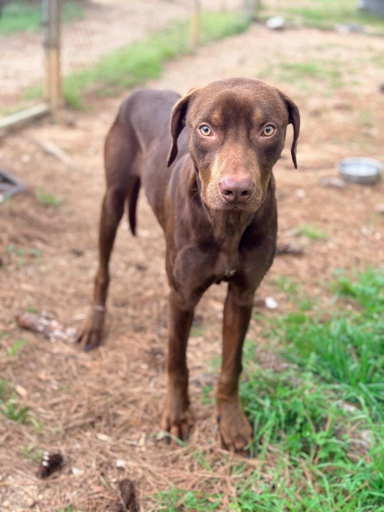 Gilligan, a Adoptable mixed breed in Albany, GA image 3/6