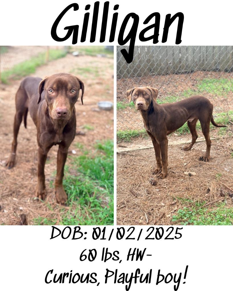 Gilligan, a Adoptable mixed breed in Albany, GA image 4/6