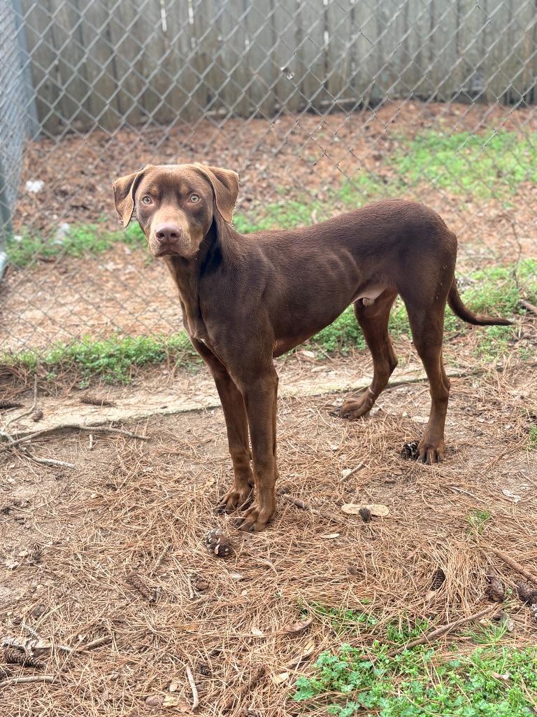 Gilligan, a Adoptable mixed breed in Albany, GA image 5/6
