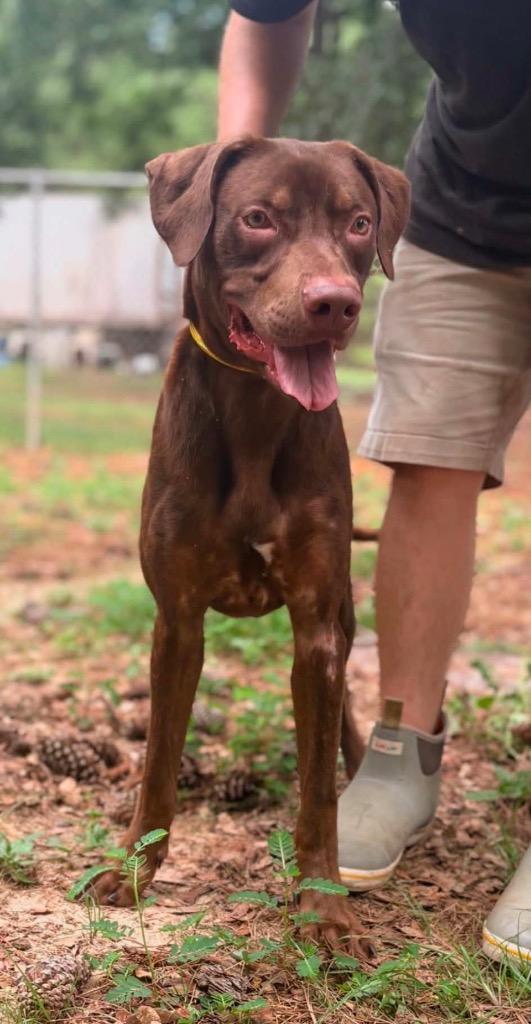 Gilligan, a Adoptable mixed breed in Albany, GA image 4/6