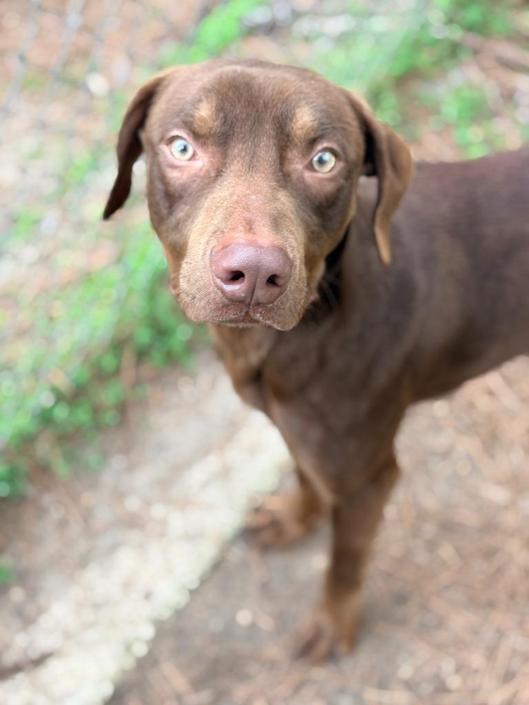 Gilligan, a Adoptable mixed breed in Albany, GA image 6/6