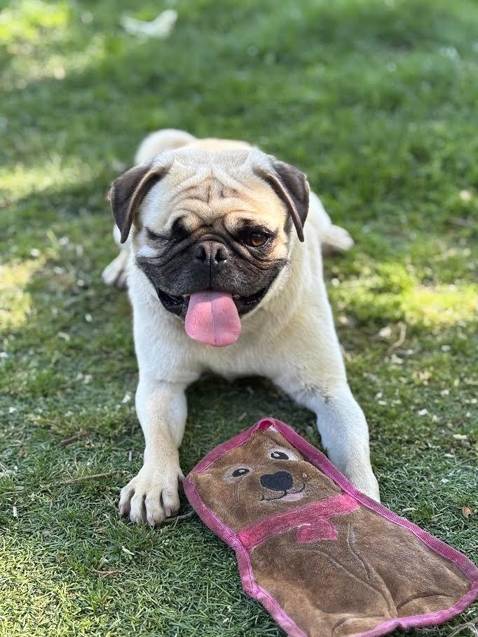 Charles, Adoptable, Adult Male Pug.