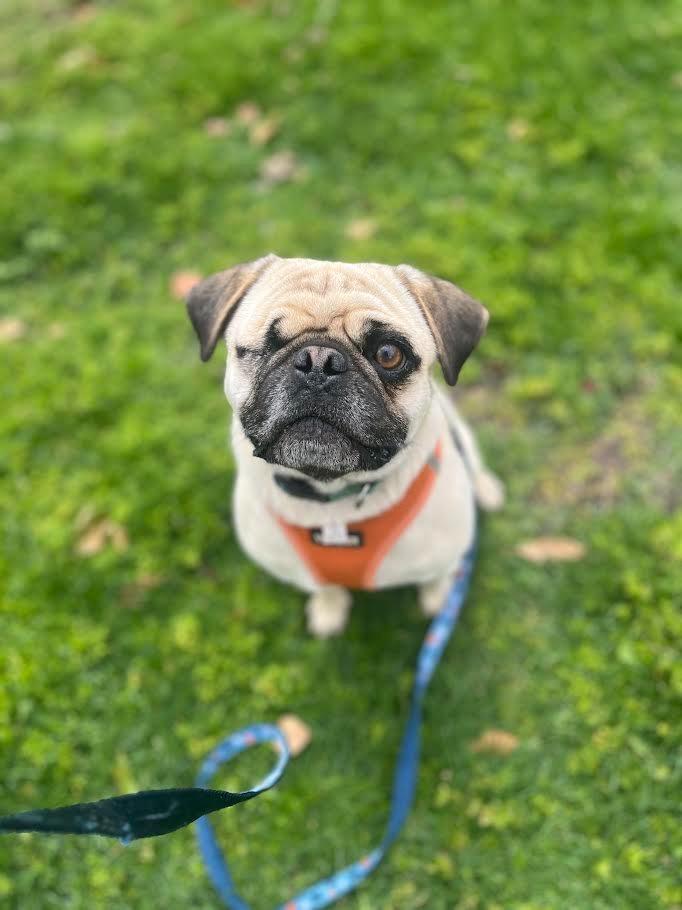Enlarge Charles, a Adoptable Pug in Canyon Country, CA image 2/6