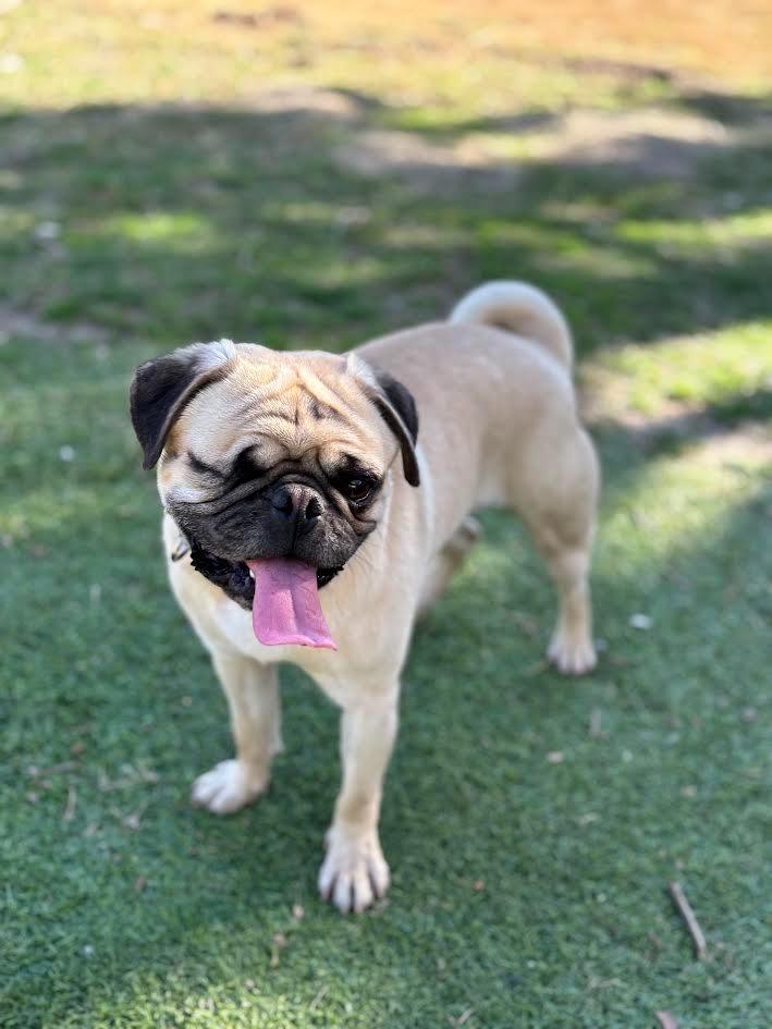 Charles, Adoptable, Adult Male Pug.