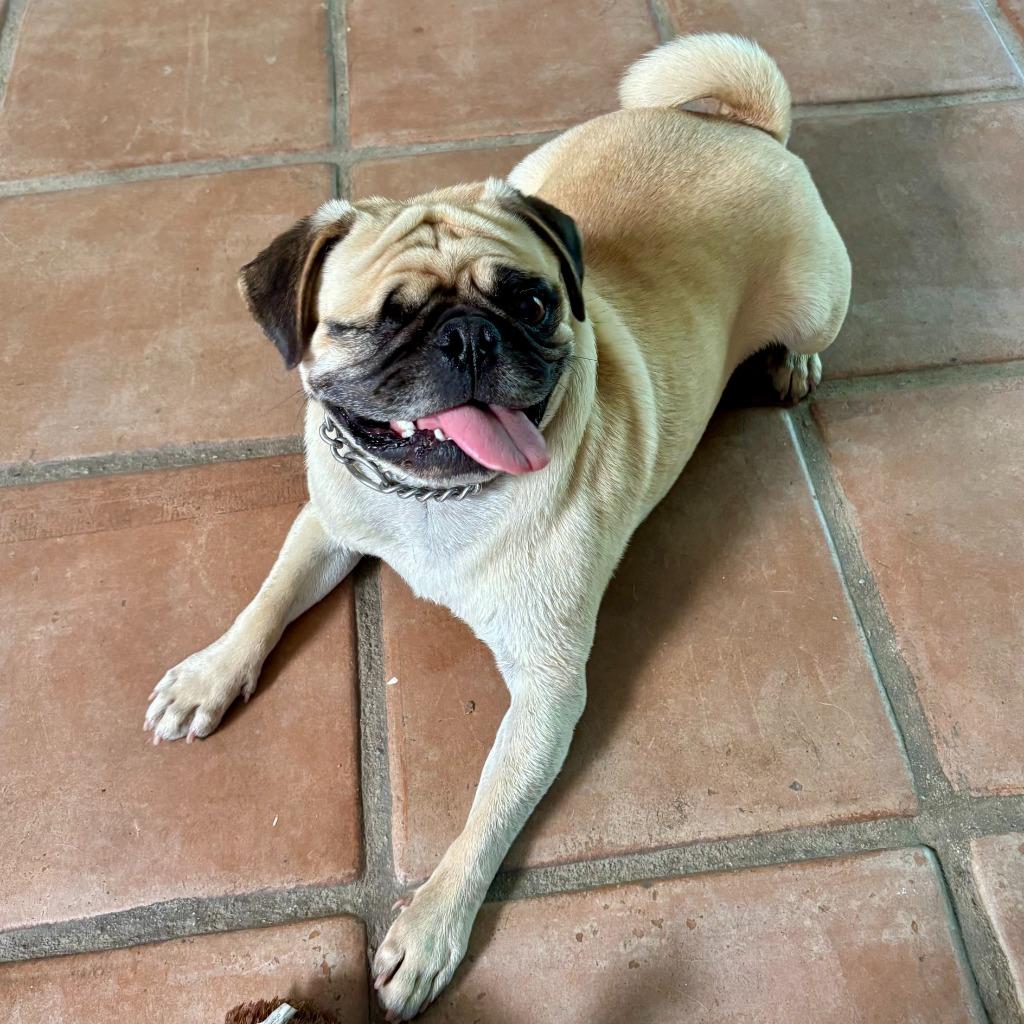 Enlarge Charles, a Adoptable Pug in Canyon Country, CA image 4/6